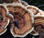 Trametes Versicolor